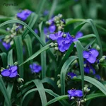 DSC_4093L.webp