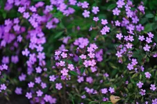 DSC_4094L.webp