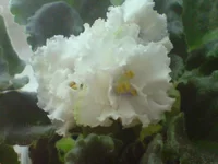DSC02044.webp