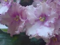 DSC02049.webp
