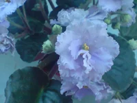 DSC02051.webp