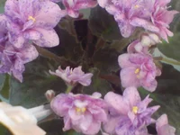 DSC02053.webp