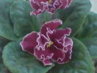 DSC02061.webp