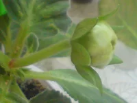 DSC02066.webp
