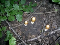 PIC_0082.webp