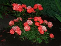 28.05.2010г 014.webp