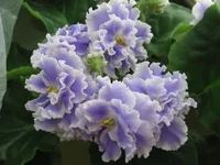  туман_8188.webp