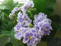  туман_8189.webp