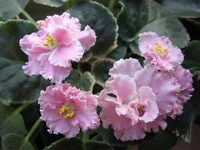  акварель_8192.webp