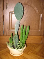  из сукулентов_7298.webp