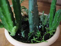  из сукулентов_7299.webp