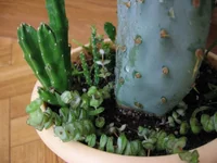  из сукулентов_7300.webp