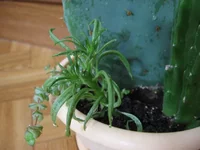 Композиция из сукулентов_7301.jpg
