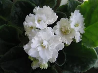 _8198.webp