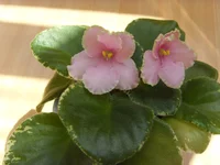 Ma’s Easter Parade1.webp
