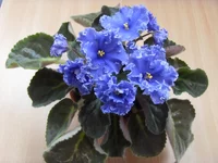 SDC11741.webp