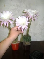 DSC01310_.webp