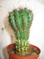 _6170.webp