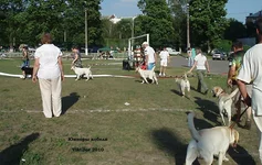  Изображение 176.webp