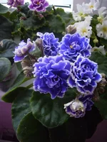 P5232094.webp