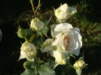 DSC02775.webp