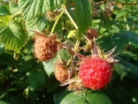 DSC02778.JPG
