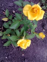 0081.webp