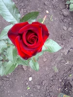 0090.webp