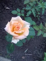 0094.webp