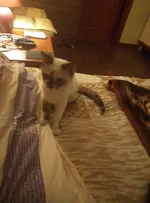 P91214-215915.webp