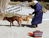 соб.jpg