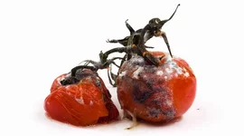 .webp