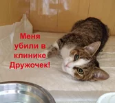 Rysya_Main.webp