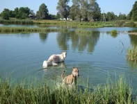  043_1.webp