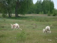  и счасливые.webp