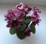 IMG_3636.webp