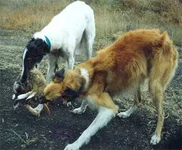 00570.webp