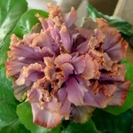 Antique Lilac.webp