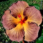 Black Jack.webp
