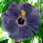 Blue Ballerina.webp