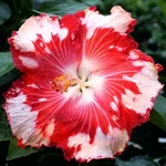 Cherry Appaloosa.webp