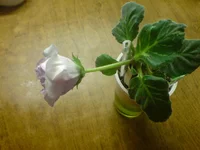  королева2.webp