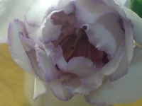  королева4.webp