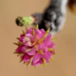 r-7516.webp