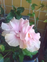 0809.webp