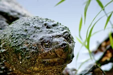 IMG_2500_Turtle-w3.webp