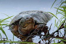 IMG_2538_Turtle-w3.jpg