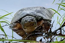 IMG_2532_Turtle-w3.webp