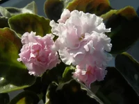 P6190039.webp