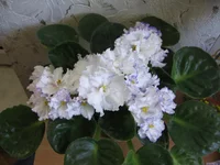 IMG_8250.webp